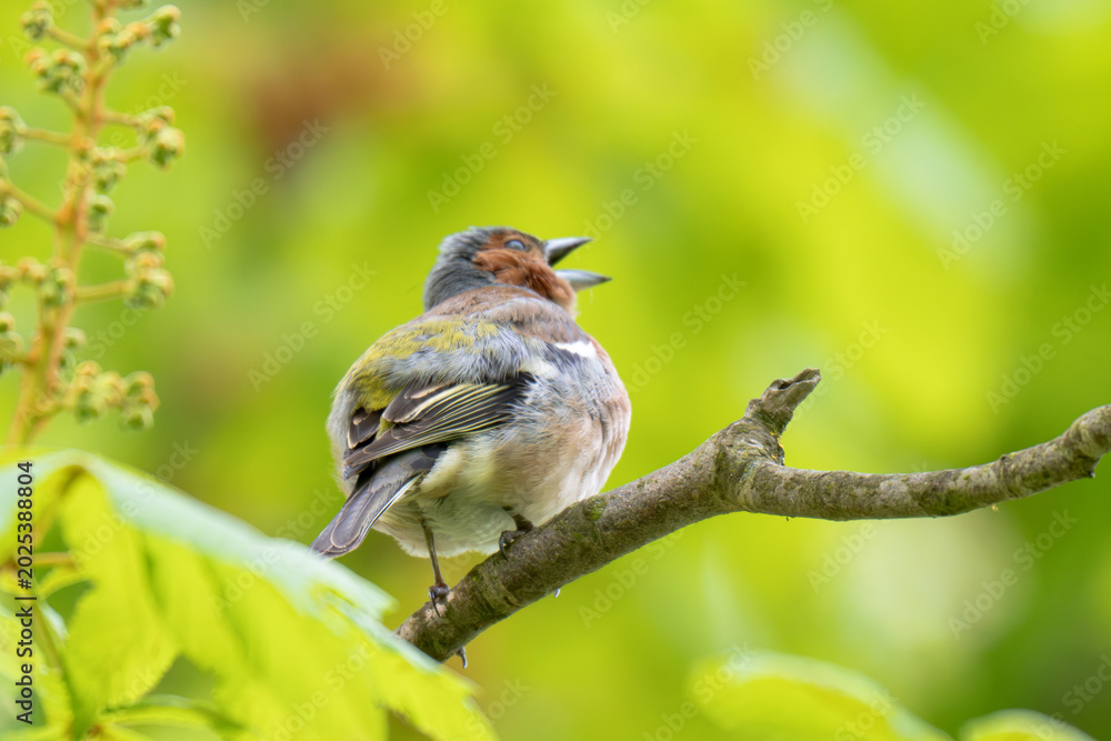 Fototapeta premium A Beautiful Chaffinch Perched i