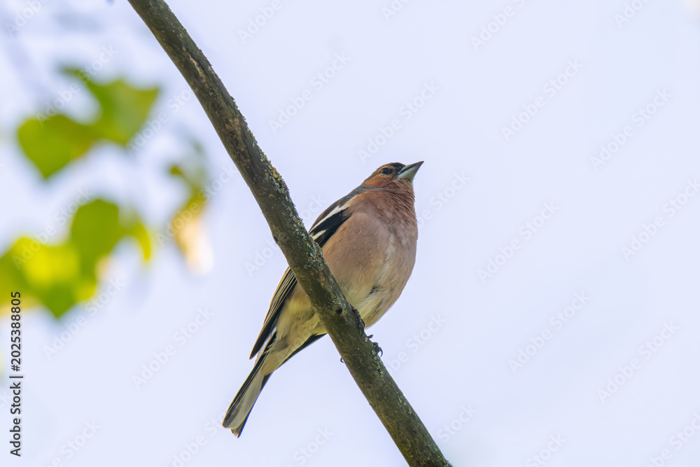 Fototapeta premium A Beautiful Chaffinch Perched i
