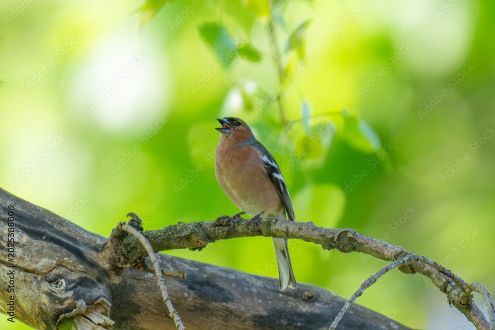 Fototapeta premium A Beautiful Chaffinch Perched i
