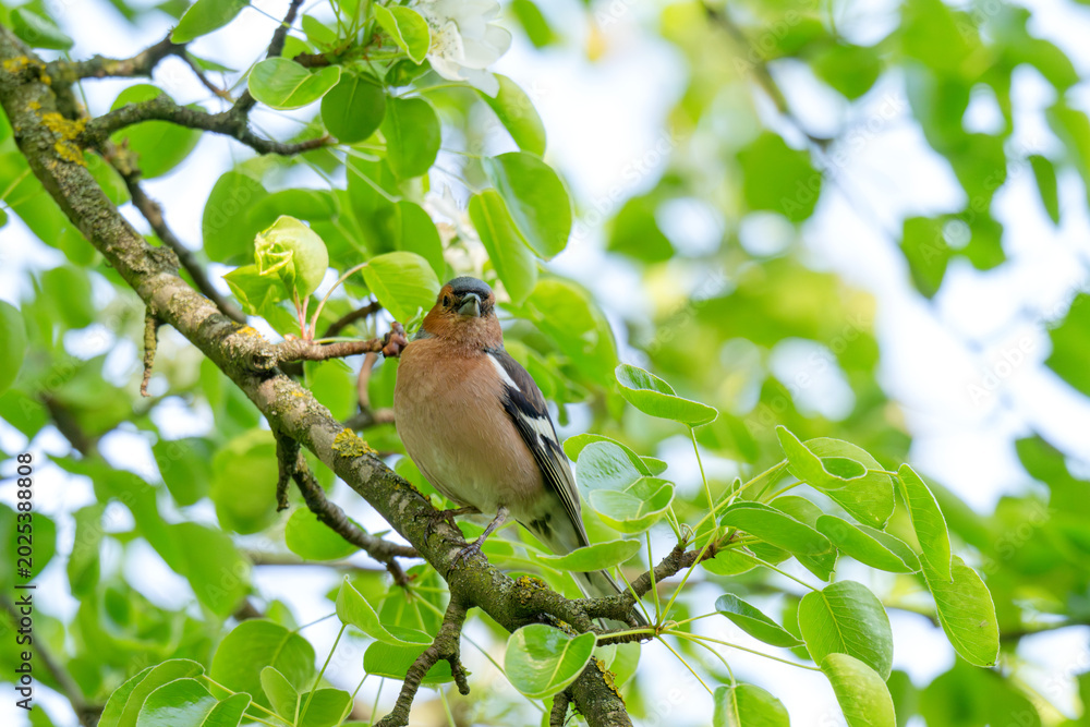 Fototapeta premium A Beautiful Chaffinch Perched i