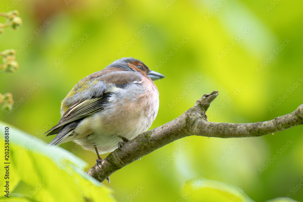 Fototapeta premium A Beautiful Chaffinch Perched i