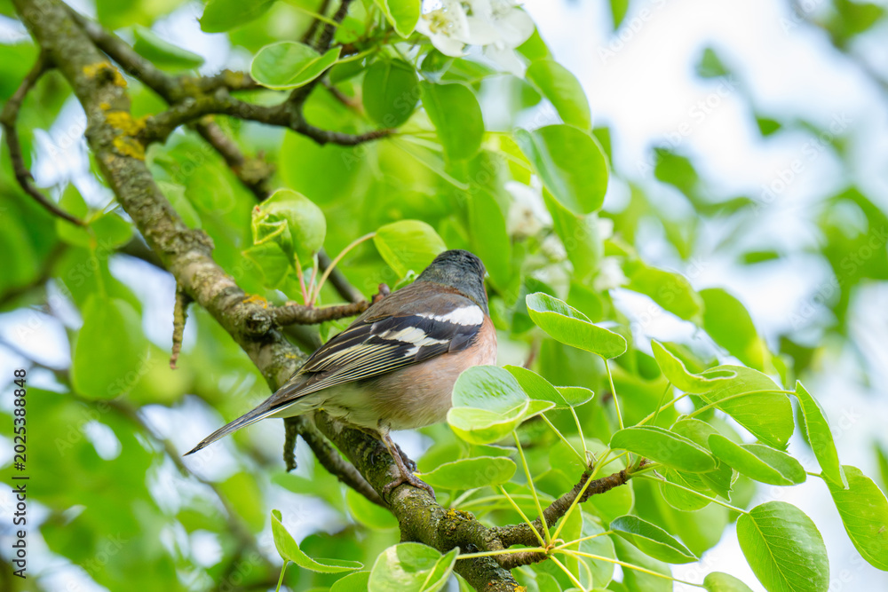 Fototapeta premium A Beautiful Chaffinch Perched i