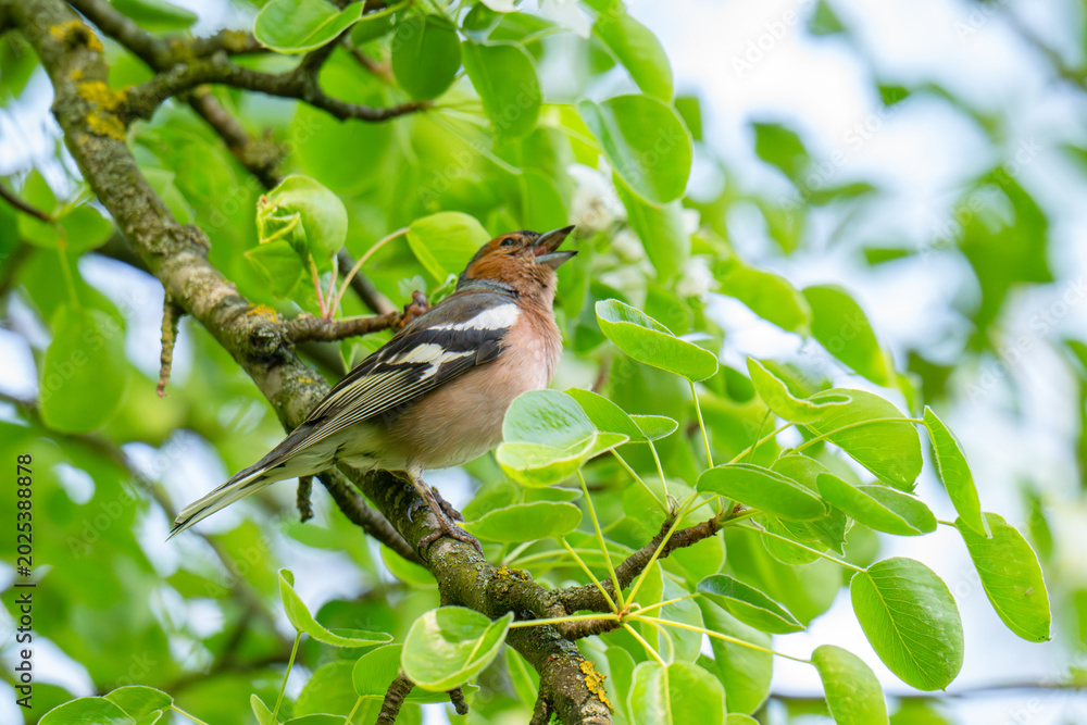 Fototapeta premium A Beautiful Chaffinch Perched i