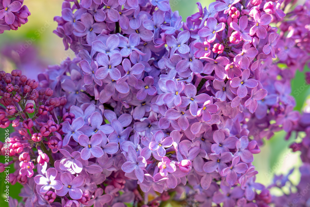 Fototapeta premium blooming lilac lilac in summer