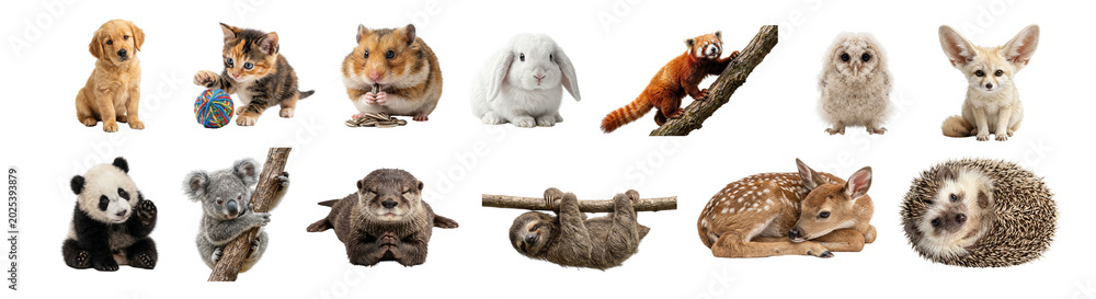 Fototapeta premium Set of cute baby animals isolated on transparent background including puppy kitten hamster bunny red panda owl fox panda koala otter sloth deer and hedgehog for sticker design and education