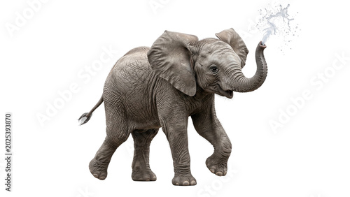 Canvastavla Baby elephant walking and spraying water from trunk isolated on transparent back