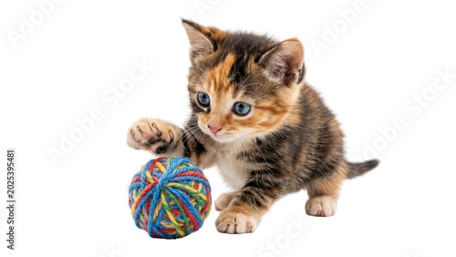 Fotografie Playful calico kitten batting at colorful yarn ball isolated on transparent back