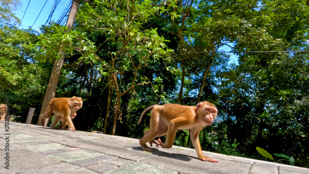 Fototapeta premium Wild Macaque Monkeys Walking on Sunlit Pavement Near Tropical Jungle