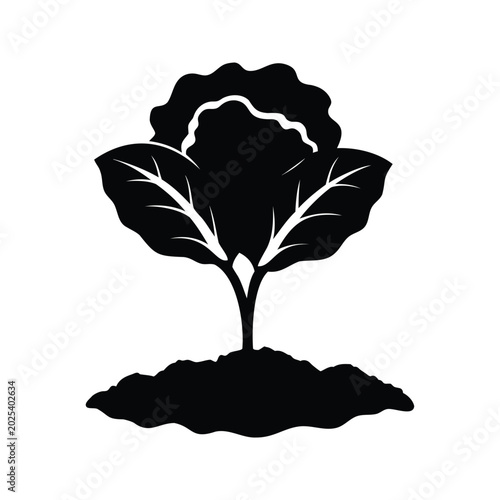 Фотография Silhouette of cabbage seedling with broad leaves vector illustration design, cab