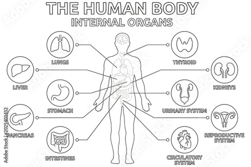 Canvas-taulu Human body internal organs diagram line drawing education.