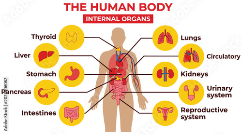 Fotografie Internal organs of human body diagram with medical labels set up.