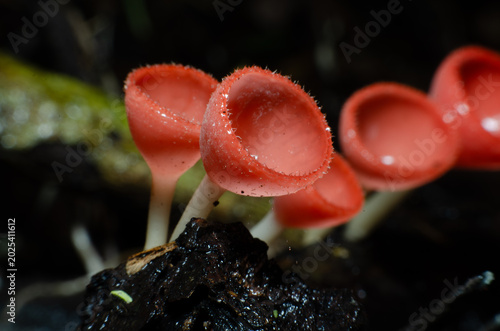 Canvas-taulu Red champagne mushrooms that grow naturally in the forest.