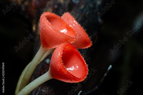 Quadro su tela Red champagne mushrooms that grow naturally in the forest.