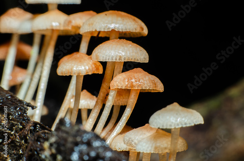 Fotografie Brown mushrooms that grow naturally in the forest.