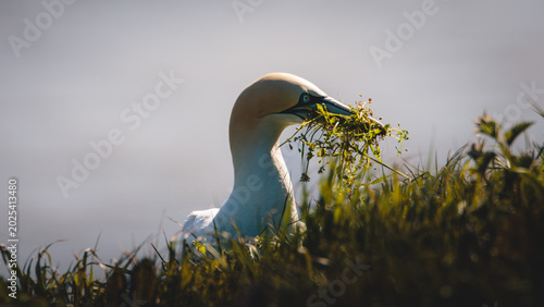 Tableau sur toile Gannet Life at Bempton Cliffs, North Yorkshire, May 16th  2026