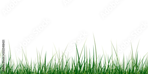 Lawn, Grass, Meadow, Nature, Vector Fresh Summer Field Border for Eco Landscape Illustration