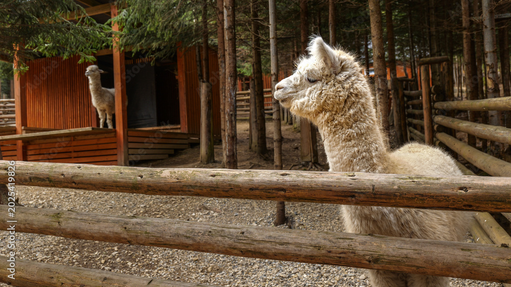 Fototapeta premium Fluffy alpaca with thick woolly coat stands behind a rustic wooden fence in a forest enclosure