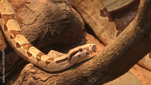 A Boa constrictor is walking