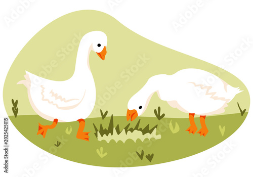 Geese are eating grass in the yard. Organic products. Poultry farming for sale. Farm bird. Vector illustration
