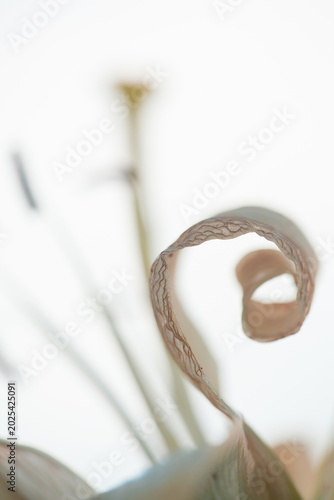 Delicate Spiral: Abstract Beauty of a Dried Lily Flower Leaf.