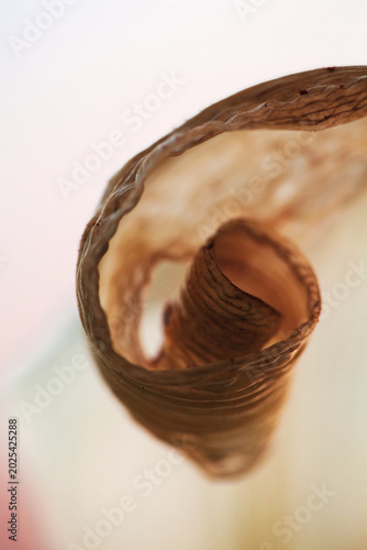 Dried Lily Leaf's Elegant Spiral: Nature's Abstract Art.