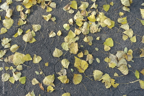 Valokuva Yellow fallen leaves of poplar on asphalt sidewalk in mid October