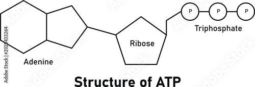 Foto Structure of ATP Adenosine Triphosphate Molecule Adenine Ribose Phosphate Groups