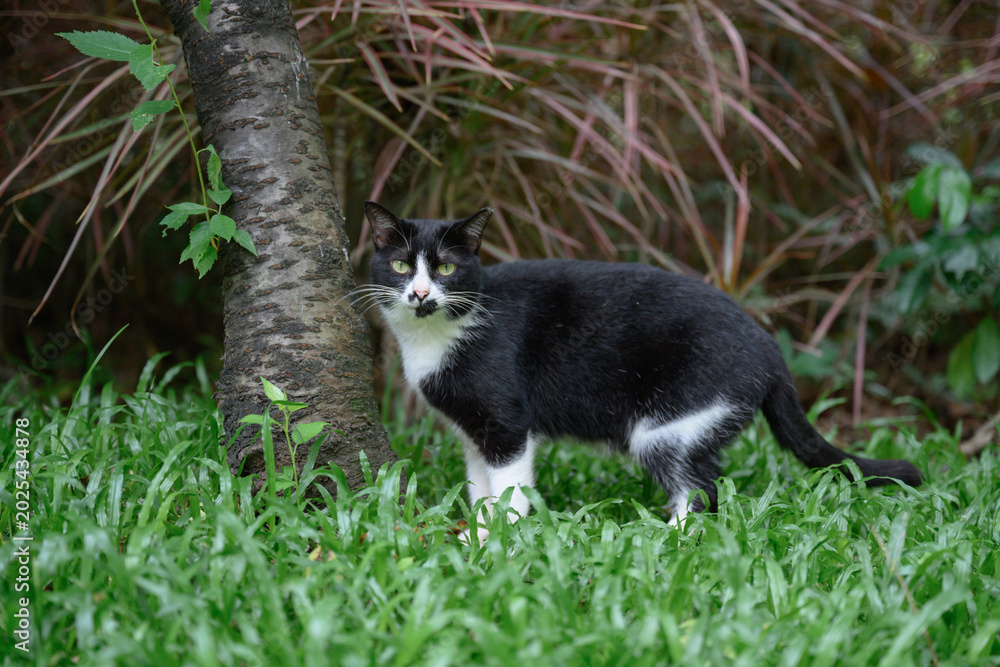 Fototapeta premium The cat on the grass