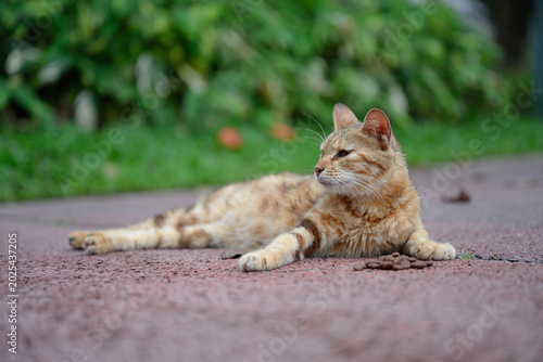 The cat is lying on the floor, resting.