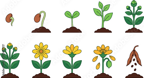Tableau sur toile Plant Life Cycle Vector Infographic Set From Seed Germination Sprout Growing Bud