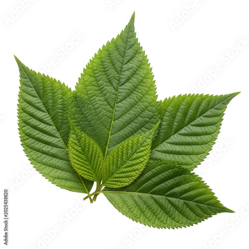 Fresh green mint leaves with serrated edges