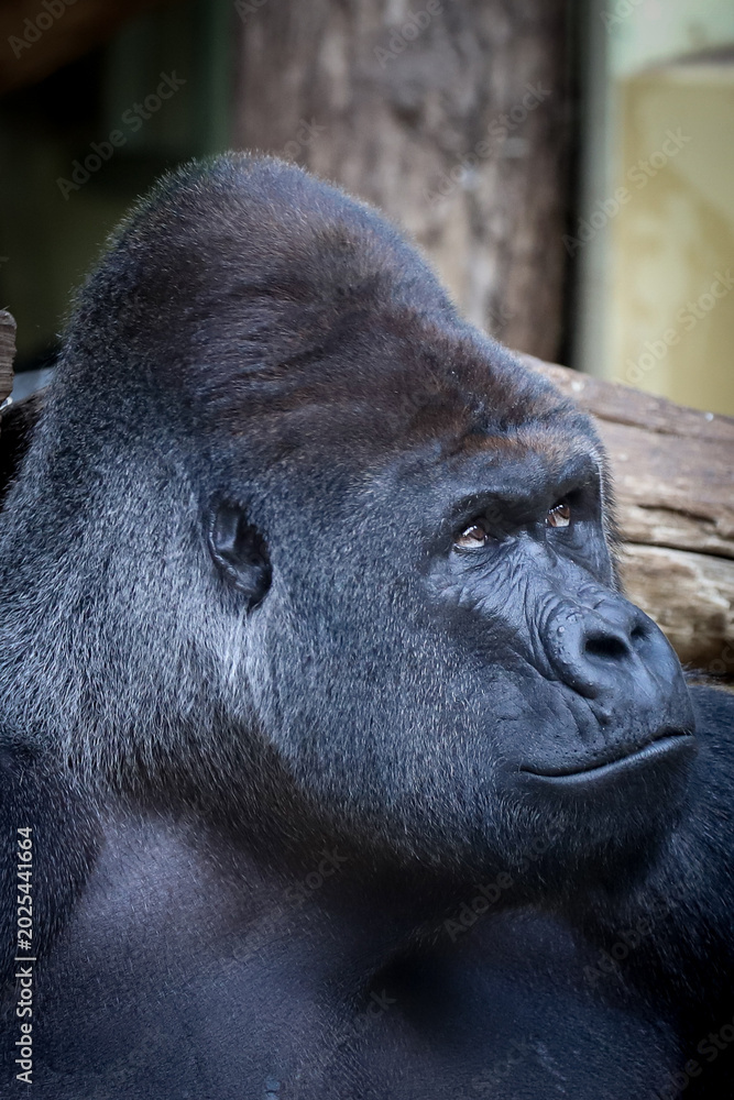 Obraz premium Gorilla 