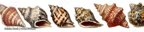 Close-up view of six intricately detailed, colorful seashells arranged horizontally against a white background. Each has a unique texture and form