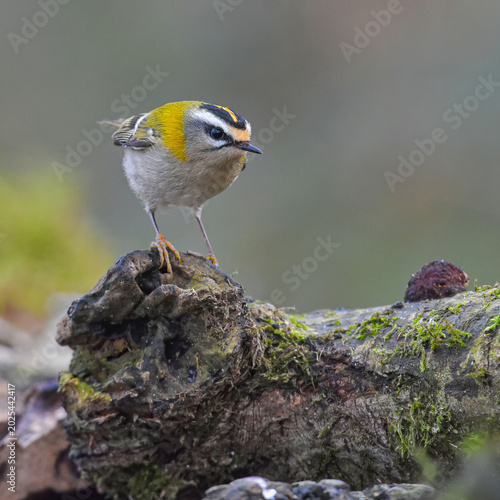 A small firecrest bird with a distinctive yellow and black crown is perched on a textured, moss covered log in a natural woodland setting. 