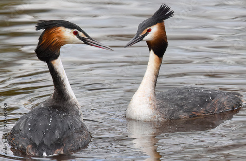 Bild auf Leinwand Close up of two adult Great Crested Grebes in a natural body of water