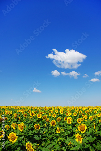 Sunflower field with cloudy blue sky