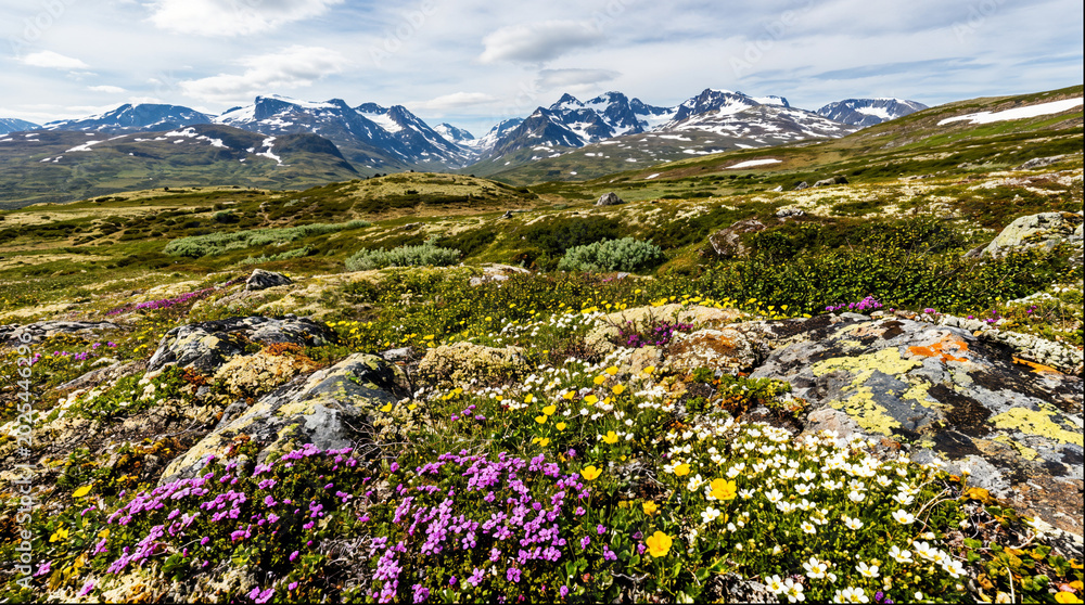 Obraz premium Alpine meadow with wildflowers and snow capped mountains in background
