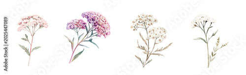 Tableau sur toile Design of a beautiful yarrow flower set painting