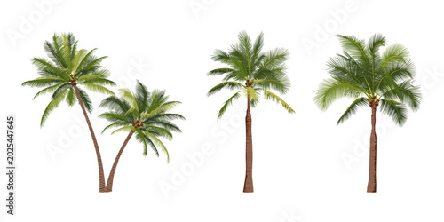 Palm trees set. Hand drawn palms isolated on white background.