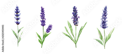 Canvastavla Design of a beautiful lavender flower plant set painting