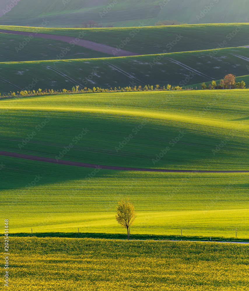 Fototapeta premium Wavy South Moravia, Czech Republic, fields, landscape, contrast, spring, field, spring, sky, landscape, yellow, tree, nature, agriculture, meadow, flower, flowers, green, blue