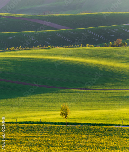 Wavy South Moravia, Czech Republic, fields, landscape, contrast, spring, field, spring, sky, landscape, yellow, tree, nature, agriculture, meadow, flower, flowers, green, blue