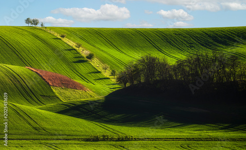 Wavy South Moravia, Czech Republic, fields, landscape, contrast, spring, field, spring, sky, landscape, yellow, tree, nature, agriculture, meadow, flower, flowers, green, blue