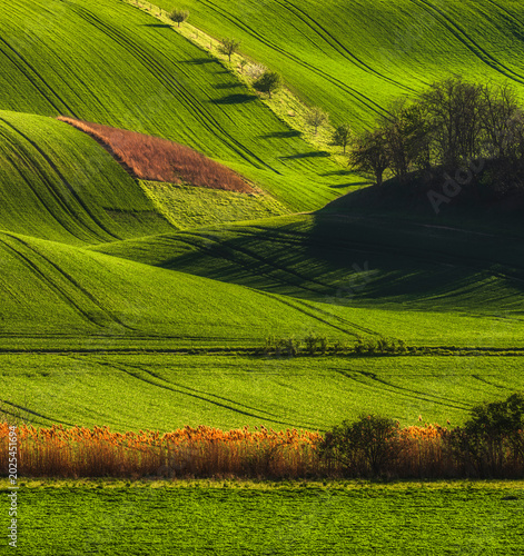 Wavy South Moravia, Czech Republic, fields, landscape, contrast, spring, field, spring, sky, landscape, yellow, tree, nature, agriculture, meadow, flower, flowers, green, blue
