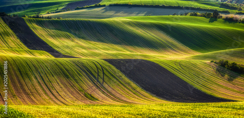 Wavy South Moravia, Czech Republic, fields, landscape, contrast, spring, field, spring, sky, landscape, yellow, tree, nature, agriculture, meadow, flower, flowers, green, blue