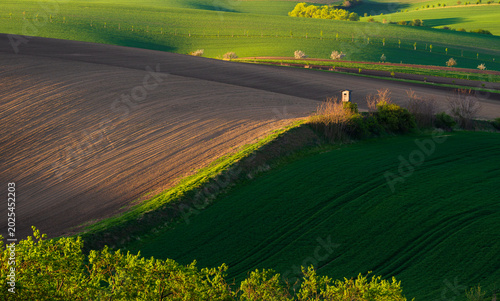 Wavy South Moravia, Czech Republic, fields, landscape, contrast, spring, field, spring, sky, landscape, yellow, tree, nature, agriculture, meadow, flower, flowers, green, blue