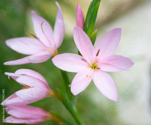 A close up shot of light pink Schizostylis flowers with delicate petals and green stems. The soft natural lighting highlights the intricate details of the blooms.