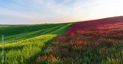 Crimson clover, red, field, landscape, flowers, spring, May, green, sky, nature,