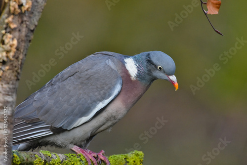 Photos Common Wood Pigeon Perched on a Moss Covered Branch Soft Green Forest Background