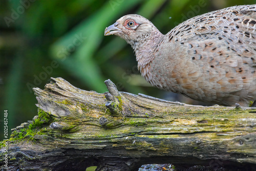 Foto Brown Pheasant Bird Perched on Mossy Log in Lush Green Forest Daytime